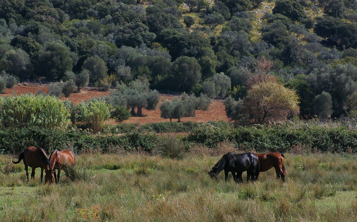 halb wilde Pferde im Naturpark Maremma