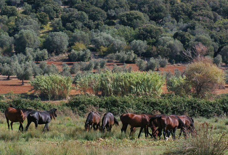 Pferde der Maremma