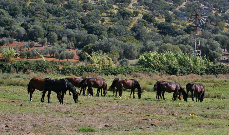 Pferde der Maremma im Naturschutzgebiet