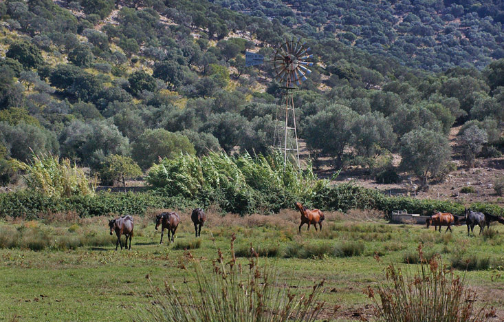 Pferde der Maremma im Naturschutzgebiet