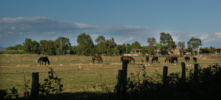 Pferde der Maremma im Naturschutzgebiet