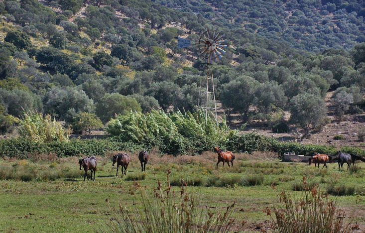 Pferde der Maremma im Naturschutzgebiet